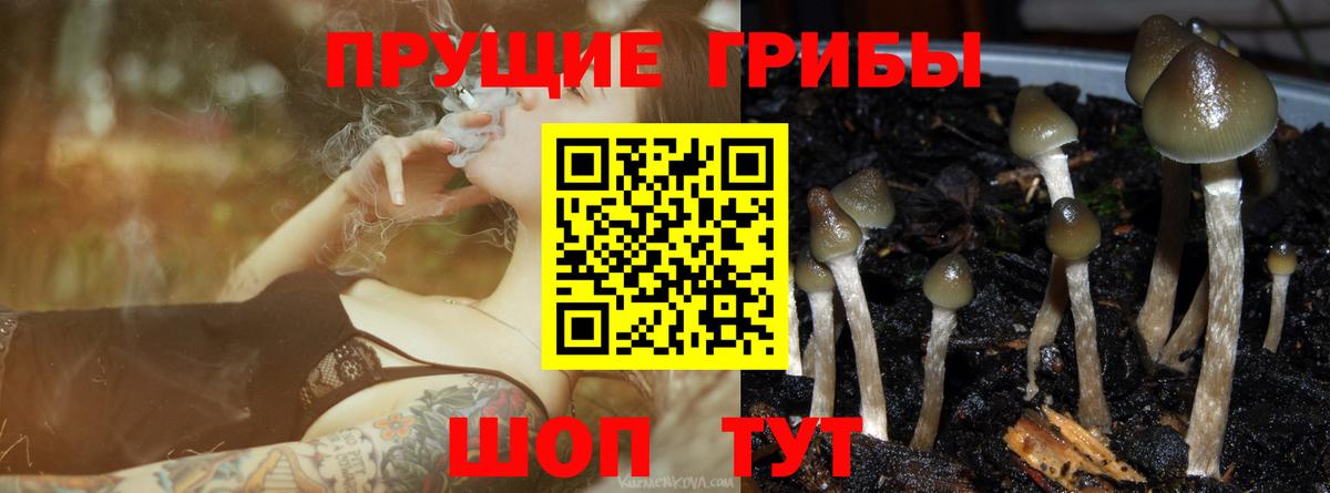 Псилоцибиновые грибы GOLDEN TEACHER  даркнет сайт  Нарткала  Вход с VPN  Галлюциногенные грибы GOLDEN TEACHER 